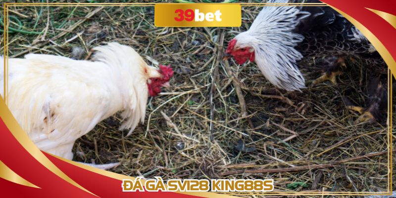 Đá Gà SV128 King88s: Trận Trực Tiếp Đỉnh Cao tại 39BET