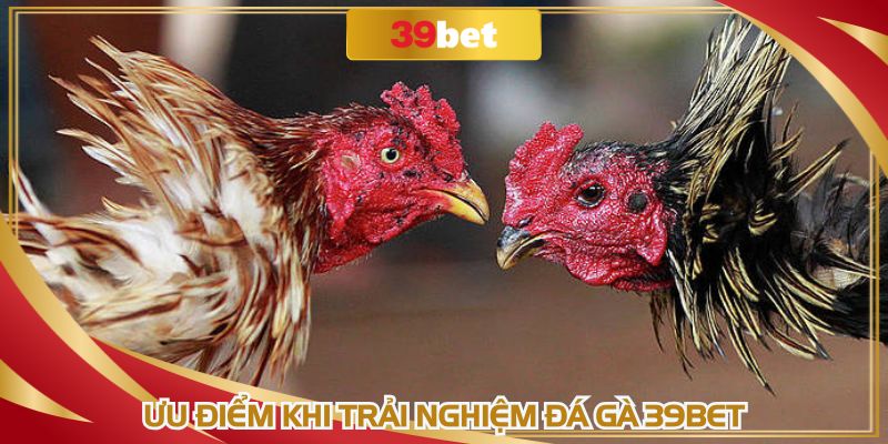 Nhiều kèo cược với ưu đãi lớn khi tham gia đá gà online