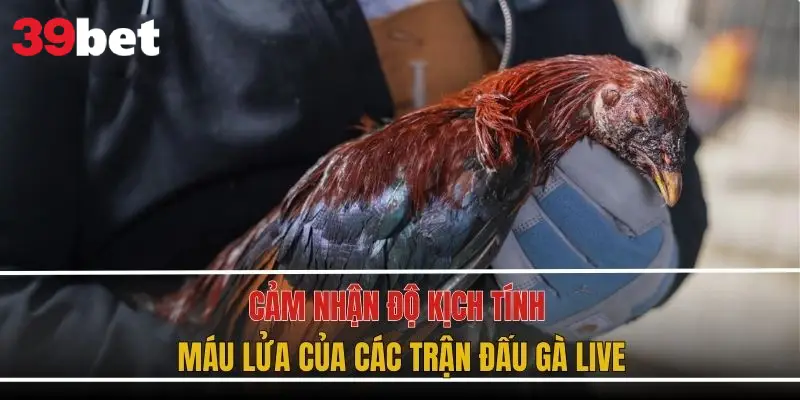 Hấp dẫn hồi hộp từng phút giây tại đá gà 39BET